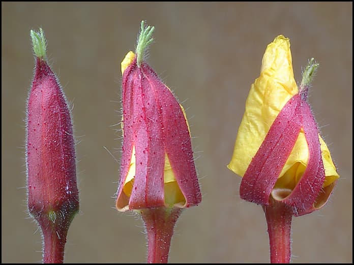 united-kingdom-2009-item-2